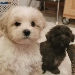 Pomeranians and Shichons from Smallstar Puppys