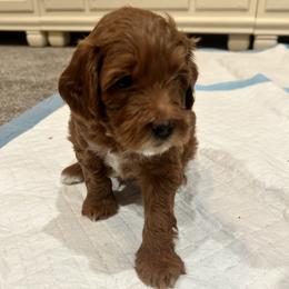 Pumpkin - Red  male Goldendoodle puppy in Mesa, Arizona from AZ River Doodles