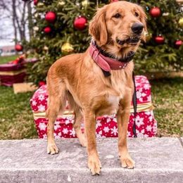 Golden Retrievers from Dream Big Golden Retrievers