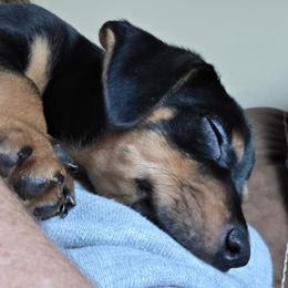 Charles Elmer - Black and tan male American Hunt Terrier puppy in Cave City, Arkansas from Bayou Valley Shepherds and American Hunt Terriers