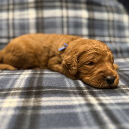Blue - Red  male Goldendoodle puppy in Fayetteville, Arkansas from Mountain Grove Doodles