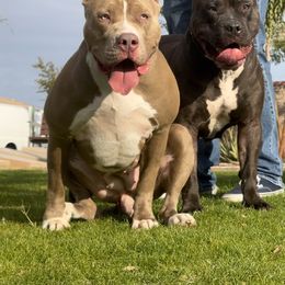 American Bully Puppies from Forgiati American Bullies
