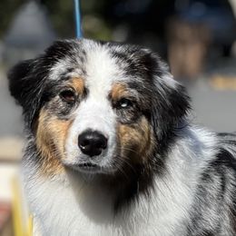 Jury - Australian Shepherd