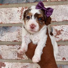Baby Ruth - Chocolate merle female Bernedoodle puppy in Richmond, Texas from Harper’s Heartbeats