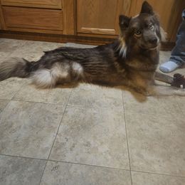 Phoenix - Siberian Husky