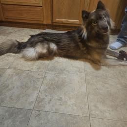 Phoenix - Siberian Husky