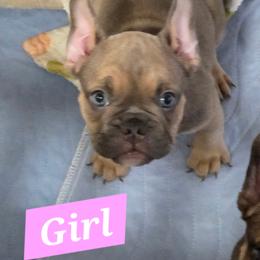 Lila - Fawn and white female French Bulldog puppy in Whittier, California from West Coast Bullies & Frenchies