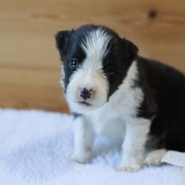 AKC Grand Champion Sired (Timmy) - Black male Border Collie puppy in Noble, Oklahoma from CheckItOut Border Collies