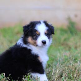 Boy 1 - male Australian Shepherd puppy in Chico, California from Brody Aussies