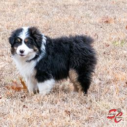 Miniature American Shepherd and Miniature Australian Shepherd Puppies from Cornerstone Mini Aussies