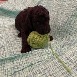Poodle Puppies from Elysian Poodles