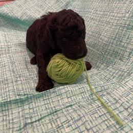 Poodle Puppies from Elysian Poodles
