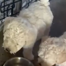 Poodles and Shih Tzus from Carrillo pets