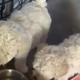 Poodles and Shih Tzus from Carrillo pets
