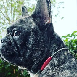 French Bulldogs from JusFrenchies