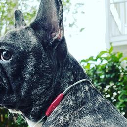 French Bulldogs from JusFrenchies