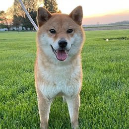 Mala - Shiba Inu