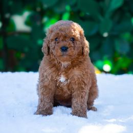 Patrick - Red  male Poodle puppy in Fort Myers, Florida from Blossom Paws