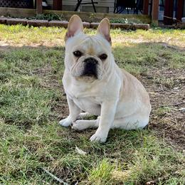 Farley - French Bulldog
