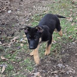 Nolan - Black and tan male German Shepherd puppy in Murray, Kentucky from Froschwald German Shepherds and Xanadu Teddy Roosevelt Terriers