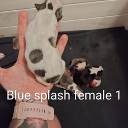 Girl 2 - Boston Terrier puppy in Superior, Arizona from BostonTerriersAZ