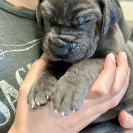 Great Dane Puppies from Blue Thunder Danes