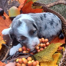Wesson - Blue merle male Aussiedoodle puppy in Delphos, Ohio from Route 66 Poodles & Doodles, Sapphire Shih-tzu's of Ohio