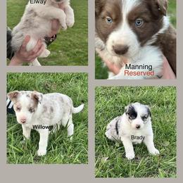 Border Collie and Poodle Puppies from Ross Vegas Kennels