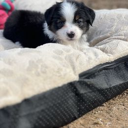 Girl 2 - Black tri Miniature Australian Shepherd puppy in Greensboro, North Carolina from Rambling L Toy& Mini Aussies