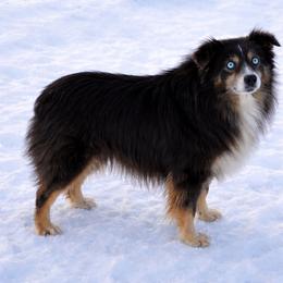 Villa - Miniature American Shepherd