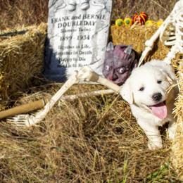 Great Pyrenees Puppies from Kathy Ann's Farm