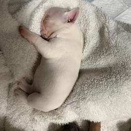 Lacey - White female French Bulldog puppy in Atlanta, Georgia from Glass House Frenchies