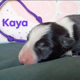 Kaya - Black and white female Border Collie puppy in Max, Nebraska from Stag Valley Homestead