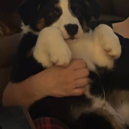 Boy 4 - Black tri-color male Australian Shepherd puppy in Middletown, Delaware from Everline Aussies