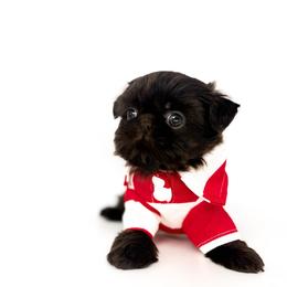 Dash - Liver male Shih Tzu puppy in League City, Texas from Divine Pups