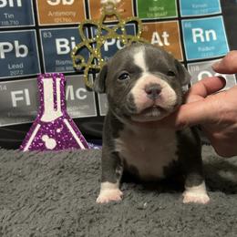 Polo - Blue female American Bully puppy in Orlinda, Tennessee from SimplyBullies