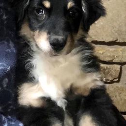 Miniature Australian Shepherds and Toy Australian Shepherds from Tiny Town Mini and Toy Aussies