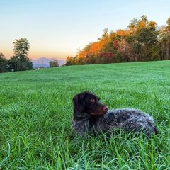 Stella - German Wirehaired Pointer