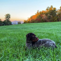 Stella - German Wirehaired Pointer