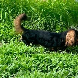 Milo - Dachshund