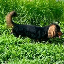 Milo - Dachshund