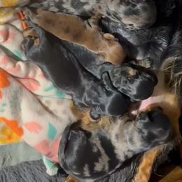 Dachshund puppies from Kenmar Hounds