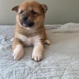 Paris - Red female Shiba Inu puppy in Monett, Missouri from Happy Tails Shiba Inus