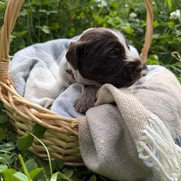 Wirehaired Pointing Griffon Puppies from Idleista Grand Chasseur