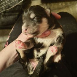 Orange - Black and white female Siberian Husky puppy in Porter Corners, New York from Gemstone Huskys