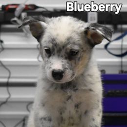 Blueberry - Blue mottled male Australian Cattle Dog puppy in Athens, Georgia from Tailwynd Kennels