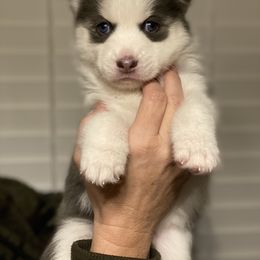 Pomsky Puppies from Brent Bauer
