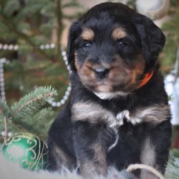 Aussiedoodle Puppies from Finney Ranch