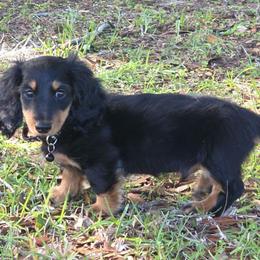 Giovanni. (AKC) - Black and tan male Dachshund puppy in Dade City, Florida from Kingpindoxies