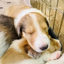 Girl 2 - female Scottish Collie puppy in Newcastle, Wyoming from Sundance Scottish-Colleys
